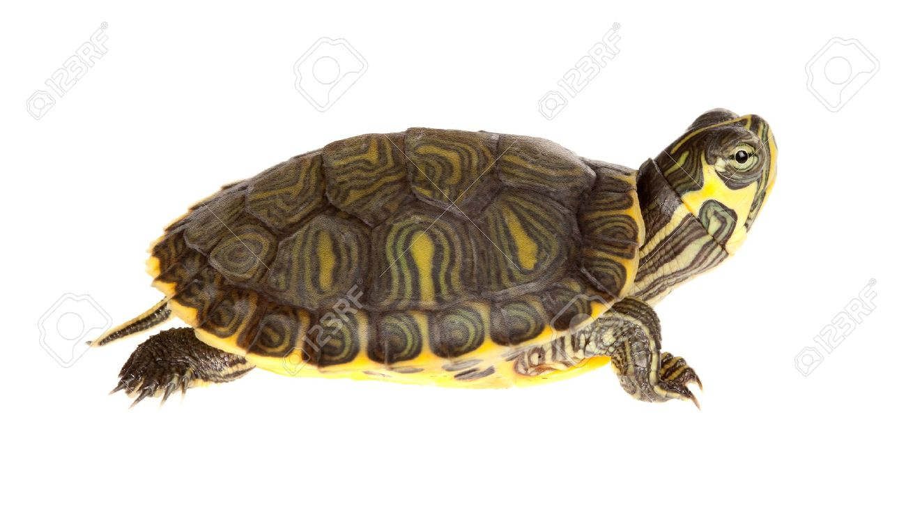 PNG Turtle Pictures-PlusPNG.c