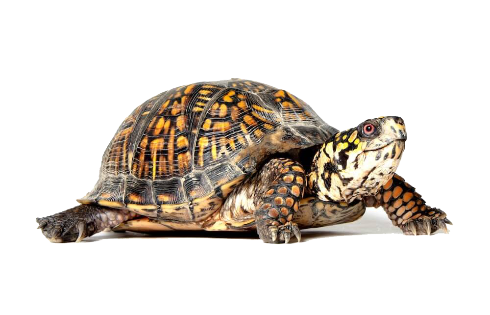 Box Turtle Png File - Turtle Pictures, Transparent background PNG HD thumbnail