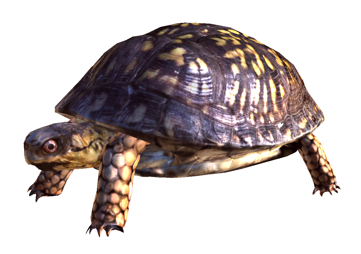 Box Turtle Png Free Download - Turtle Pictures, Transparent background PNG HD thumbnail