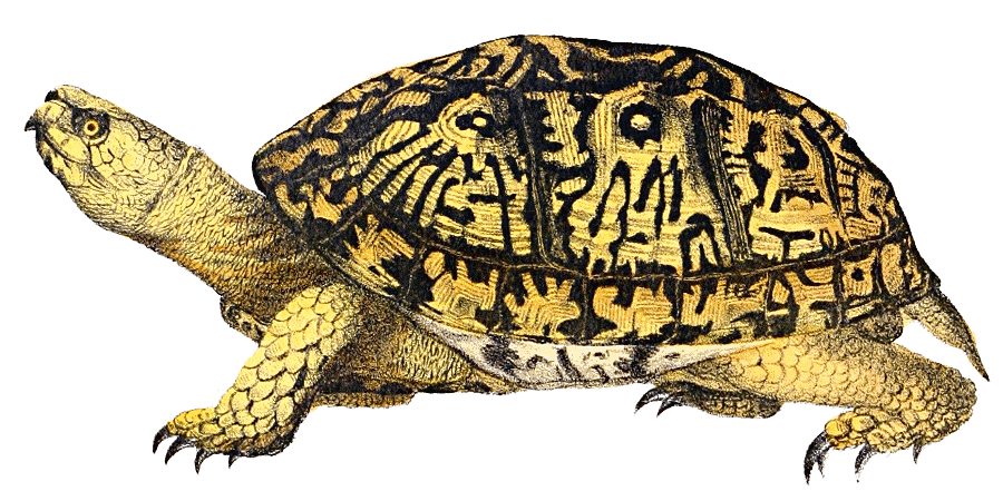 Box Turtle PNG Pic