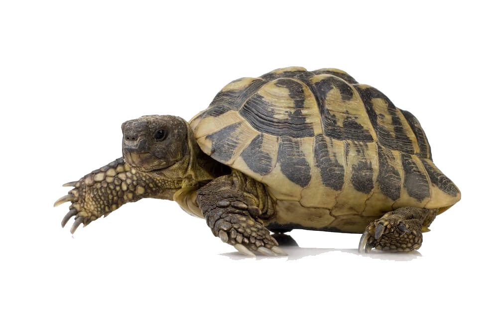 Box Turtle PNG Pic, PNG Turtle Pictures - Free PNG