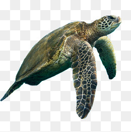 Turtle PNG Transparent Image