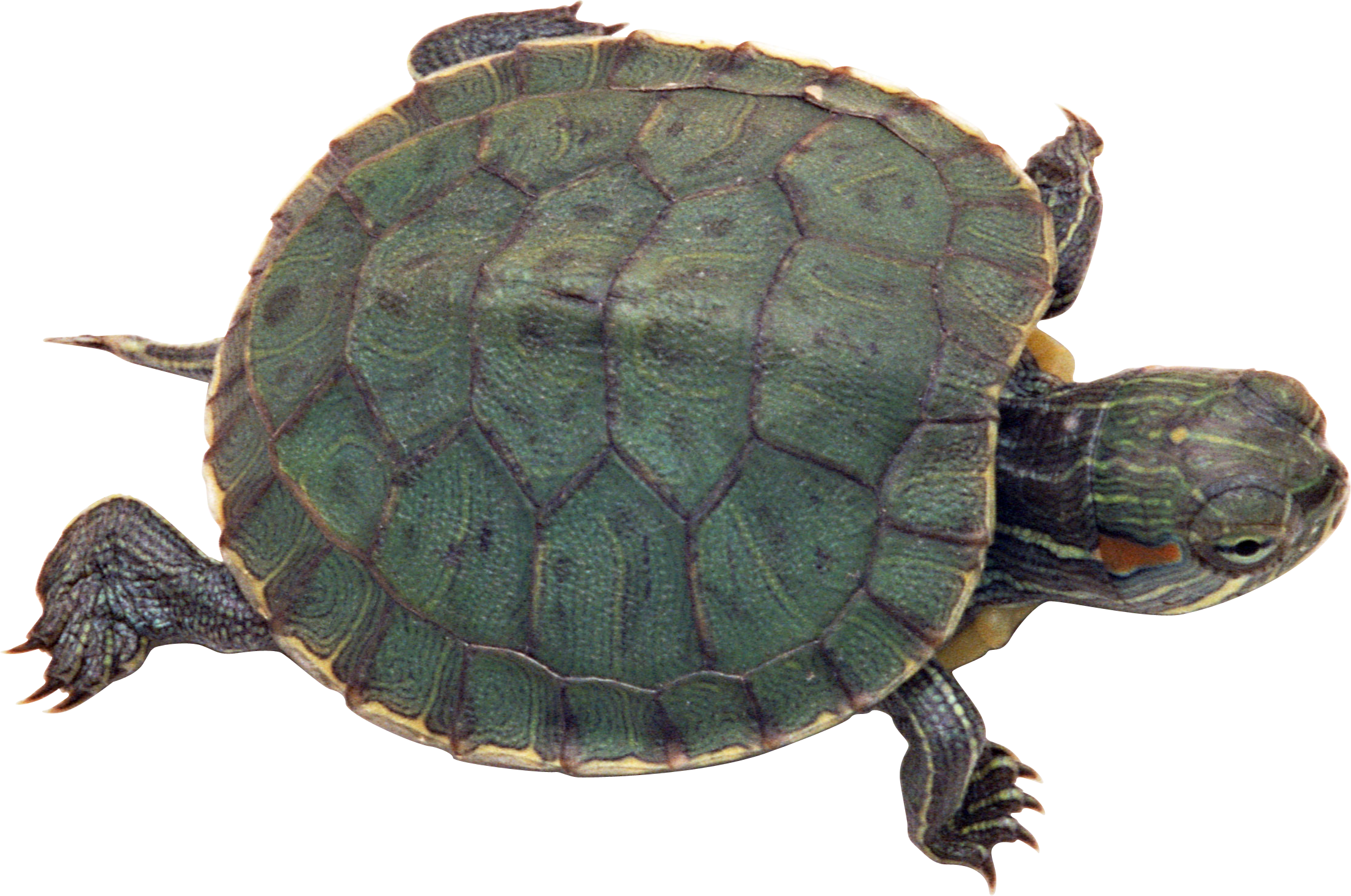 Box Turtle PNG Pic