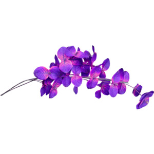Element20.png - Violets Flowers, Transparent background PNG HD thumbnail