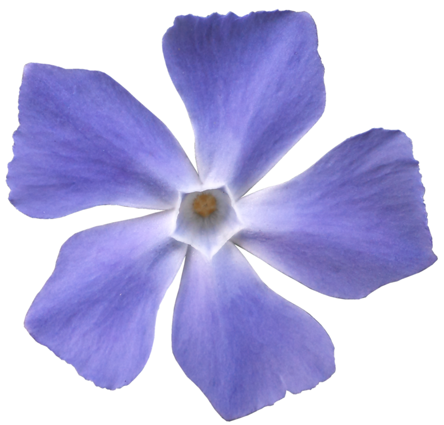 Flower 005   Hb593200 By Hb593200 Hdpng.com  - Violets Flowers, Transparent background PNG HD thumbnail