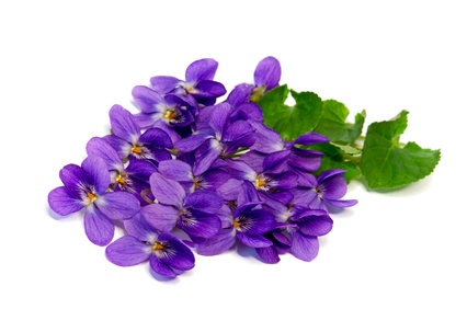 For Herbal And Sweet Violet Flower - Violets Flowers, Transparent background PNG HD thumbnail