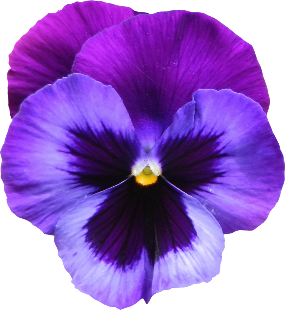 Large_Transparent_Purple_Violet_Flower_Png_Clipart.png (940×1023) · Violet Flower Hdpng.com  - Violets Flowers, Transparent background PNG HD thumbnail