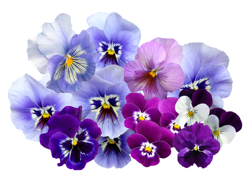 Pansy, Isolated, Violet, Nature, Flowers, Violaceae - Violets Flowers, Transparent background PNG HD thumbnail