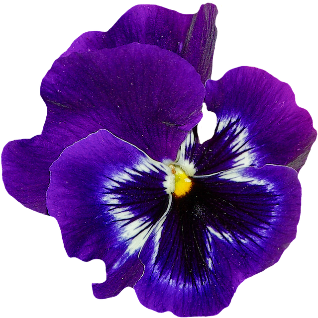 Pansy, Spring, Flower, Blossom, Bloom, Blue, Plant - Violets Flowers, Transparent background PNG HD thumbnail