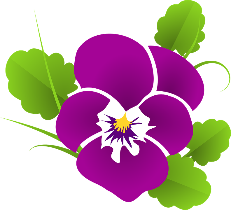 Pansy, Violet, Viola, Violaceae, Blossom - Violets Flowers, Transparent background PNG HD thumbnail