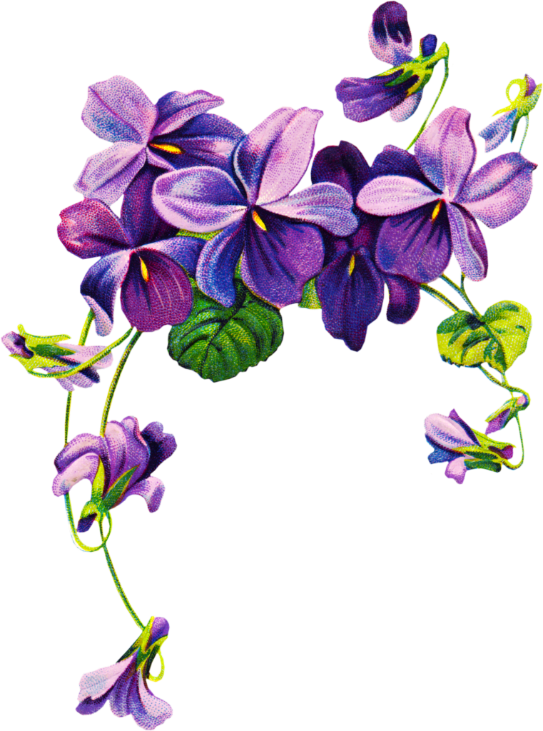 Pin Violet Clipart Violet Flower #6 - Violets Flowers, Transparent background PNG HD thumbnail