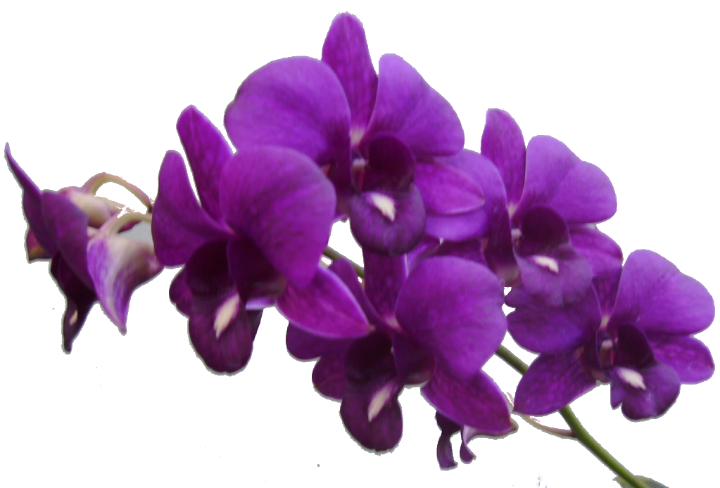 Purple Flower Frame Png Res Purple Flowers Png By Image #6211 - Violets Flowers, Transparent background PNG HD thumbnail