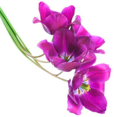 Tulips - Violets Flowers, Transparent background PNG HD thumbnail