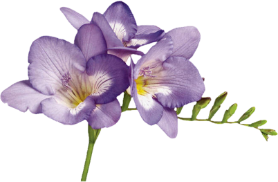 Violet Png Hd - Violets Flowers, Transparent background PNG HD thumbnail