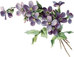 Violets - Violets Flowers, Transparent background PNG HD thumbnail