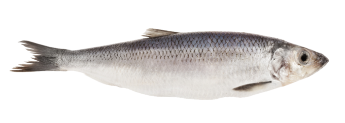 De Haring (Clupea Harengus) Is Een Straalvinnige Vis Van Het Noordelijk Halfrond. De Vis Heeft Een Zilverkleurig Lichaam Met Een Grijsgroene Of Blauwgroen Hdpng.com  - Vis, Transparent background PNG HD thumbnail