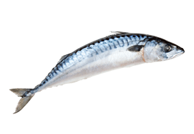 Je Kunt Deze Makreel Vis - Vis, Transparent background PNG HD thumbnail