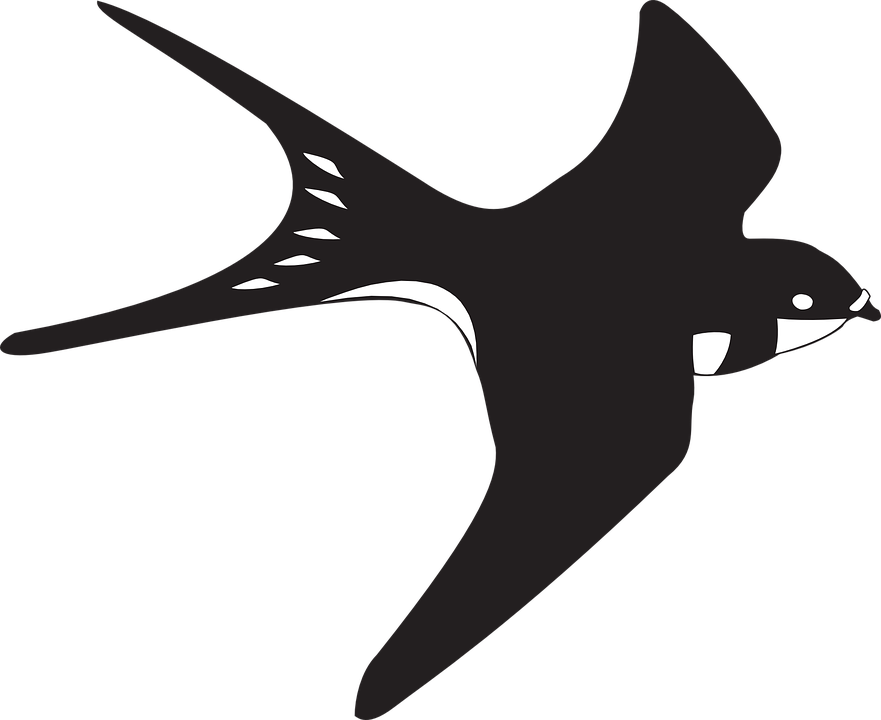 Schwarz, Weiß, Vogel, Fliegen, Flügel, Federn - Vogel Schwarz, Transparent background PNG HD thumbnail