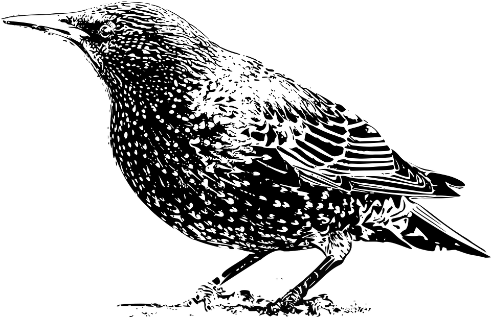 Tier, Vogel, Schwarz, Schwarz Und Weiß, Foto, Star - Vogel Schwarz, Transparent background PNG HD thumbnail