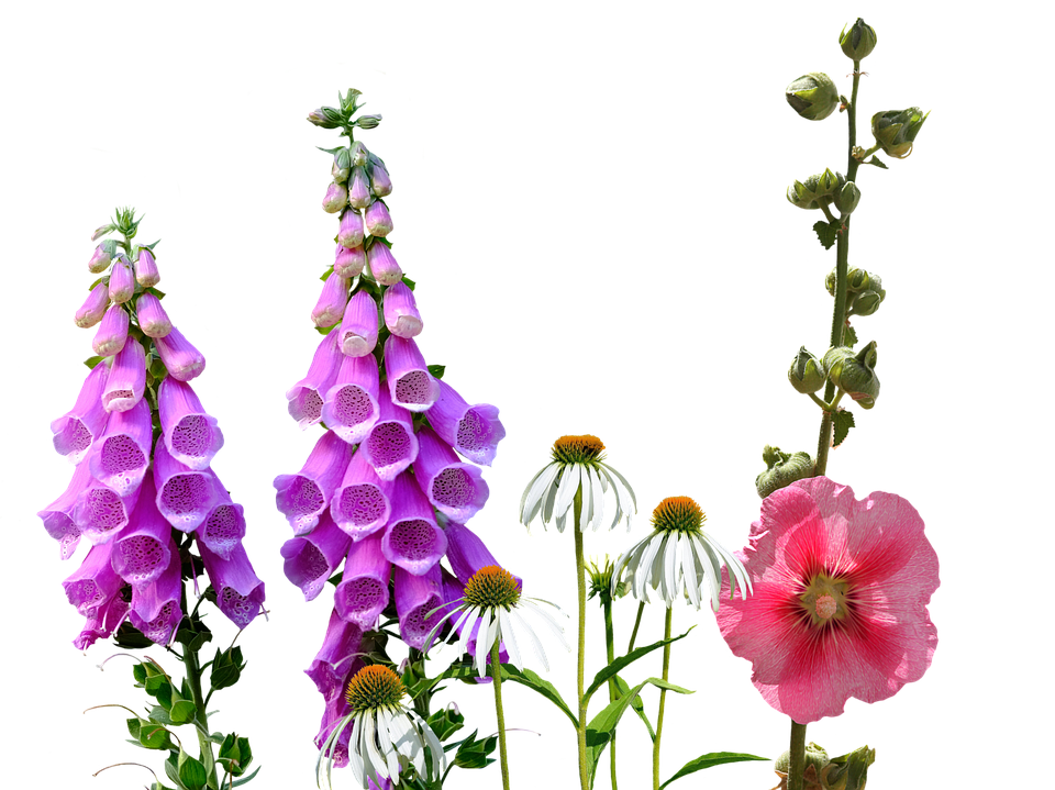 Larkspur, Wildflowers, Meadow, Wild Flowers, Summer - Wildflowers, Transparent background PNG HD thumbnail