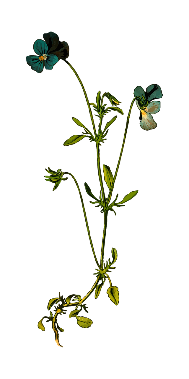 Wildflowers, Manshanbianye, W