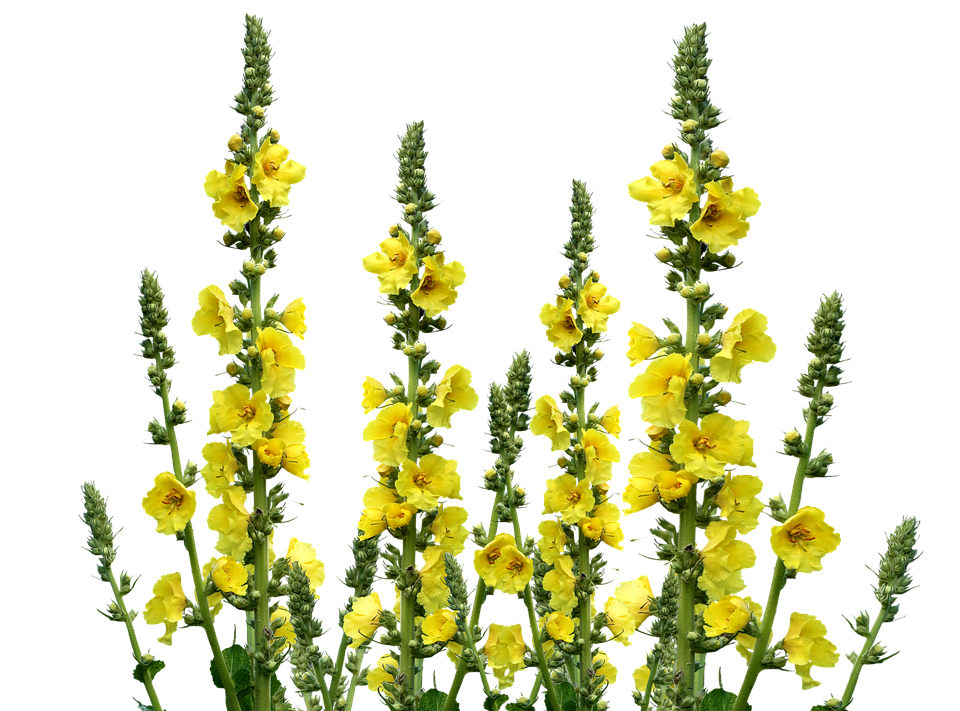 Wild Flowers, Meadow, Wildflowers, Yellow Flowers - Wildflowers, Transparent background PNG HD thumbnail