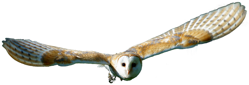 File:tyto Alba  British Wildlife Centre, Surrey, England  Flying 8A - Wildlife, Transparent background PNG HD thumbnail
