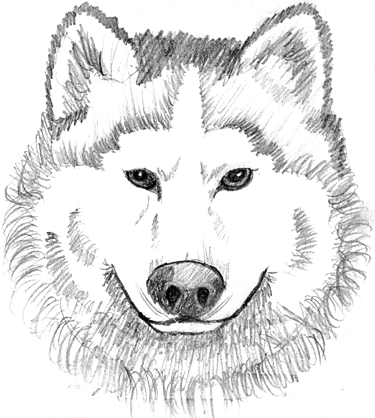 Png Wolf Head Hdpng.com 375 - Wolf Head, Transparent background PNG HD thumbnail