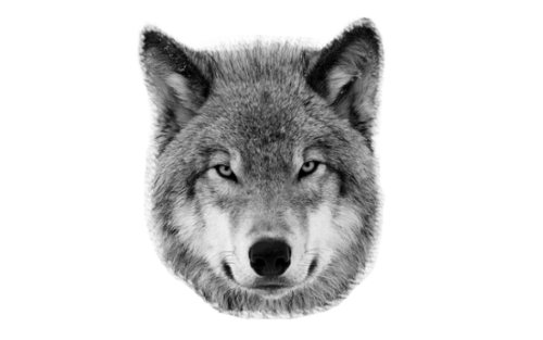 Png Wolf Head Hdpng.com 500 - Wolf Head, Transparent background PNG HD thumbnail