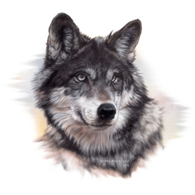 503   Jtp8765   Wolf Head.png (400×400) - Wolf Head, Transparent background PNG HD thumbnail