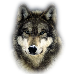 wolf head snarling - /animals