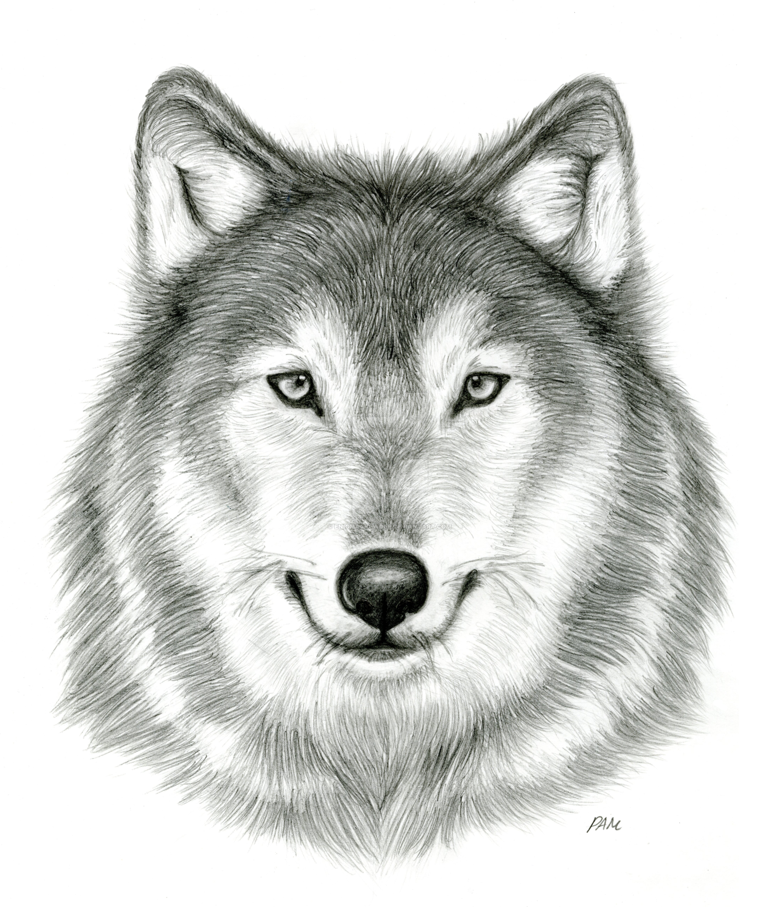 . Hdpng.com Observational Drawing   Wolf Head By Enigmatic Wolf - Wolf Head, Transparent background PNG HD thumbnail