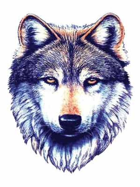Png Wolf Head - Png: Small · Medium · Large, Transparent background PNG HD thumbnail