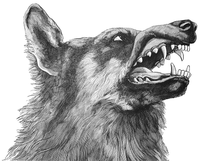 Wolf Head Snarling   /animals/w/wolf/wolf_Head/wolf_Head_Snarling.png.html - Wolf Head, Transparent background PNG HD thumbnail