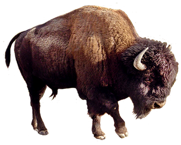 Picture Of Brown Bear Clip Art, Bison Clipart - Yak, Transparent background PNG HD thumbnail