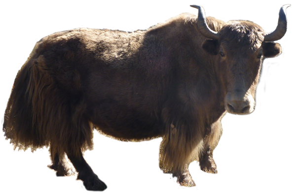 Image - Giant Bison (Wrangler