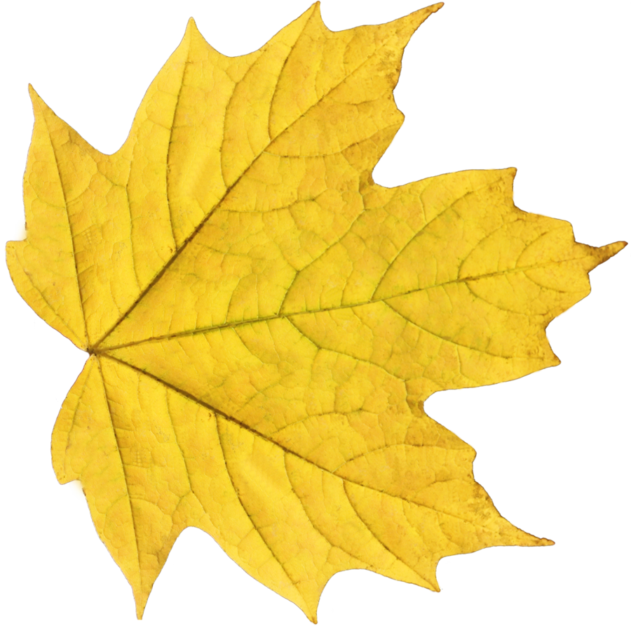 Free Icons Png:yellow Fall Leaf Png - Yellow, Transparent background PNG HD thumbnail