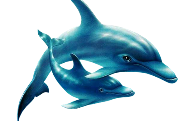 PNG Yunus Resmi u2013 Dolphin