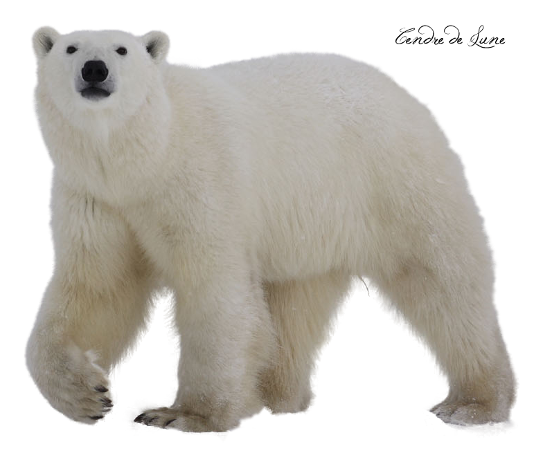 Polar white bear PNG - Polar 