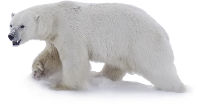 Polar white bear PNG - Polar 
