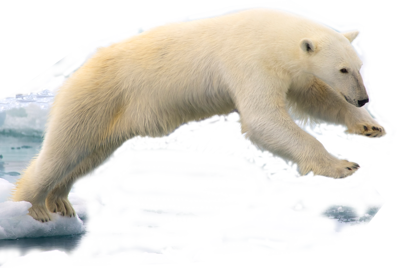 File:polar Bear Edited By K Abdelhamid.png - Polar Bear, Transparent background PNG HD thumbnail