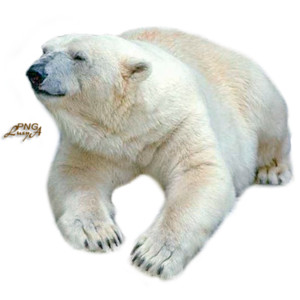 Download Polar Bear PNG image