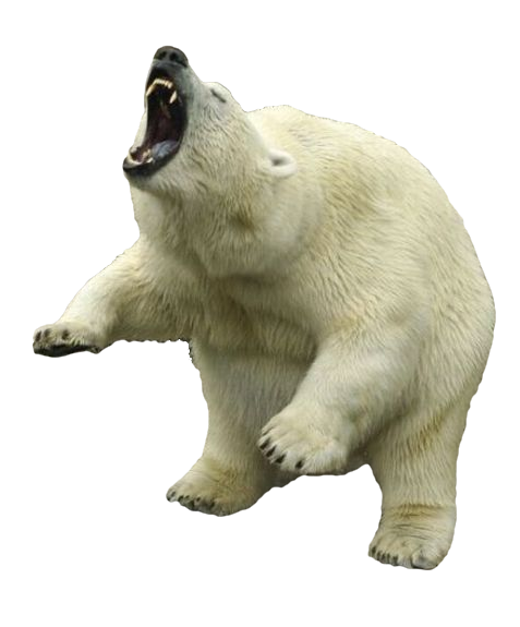 Polar Bear Png Clipart - Polar Bear, Transparent background PNG HD thumbnail