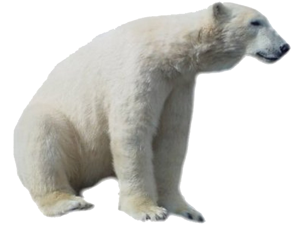 Bear polar PNG by cendredelun
