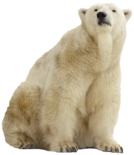 Polar Bear Png Pic - Polar Bear, Transparent background PNG HD thumbnail