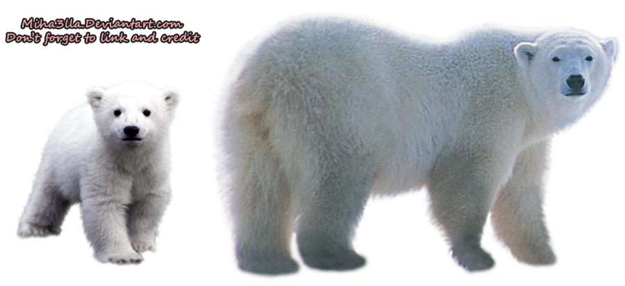 Polar Bear Transparent Background - Polar Bear, Transparent background PNG HD thumbnail