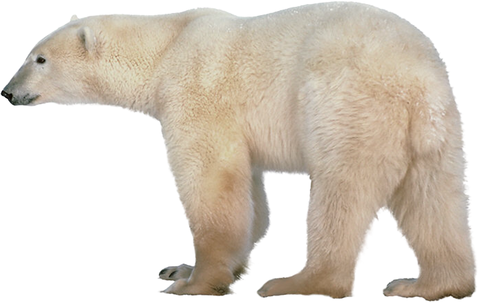 Polar Bear HD PNG-PlusPNG.com