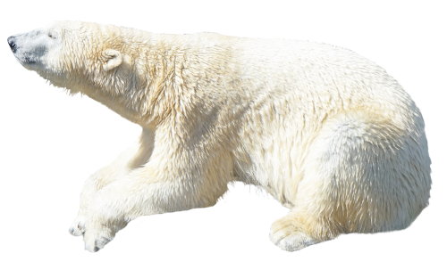 Polar Bear Png - Polar Bear Png Transparent Image, Transparent background PNG HD thumbnail