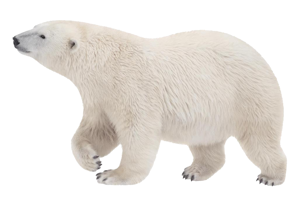 Polar White Bear Png - Polar Bear, Transparent background PNG HD thumbnail