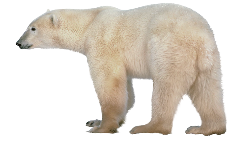 Polar Bear PNG Clipart